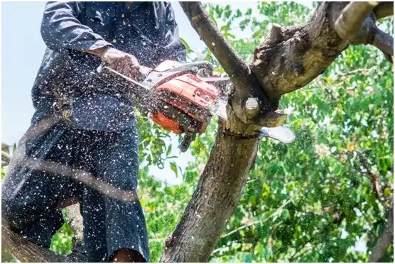 tree services Huntingdon